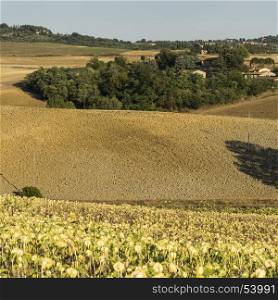 Italian farm surrounded with plowed sloping hills and sunflower plantation inTuscany. Ripe sunflowers in the field with the heads bowed down in autumn.