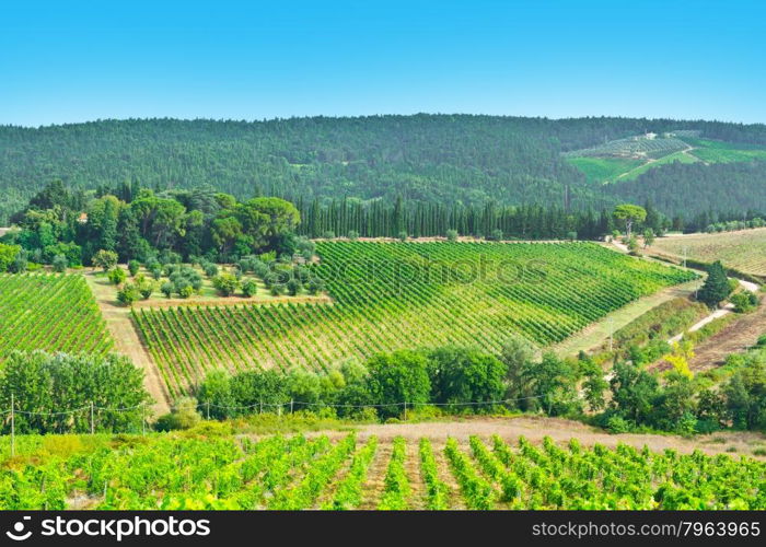 Italian Farmhouse Surrounded by Vineyards, Olive Groves and Cypress Alleys