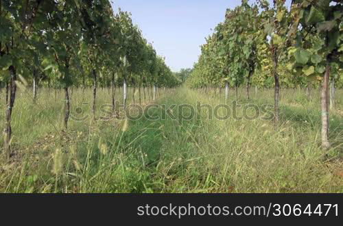 Italian landscape, agriculture, fields and vineyard in Franciacorta region, Rovato, Brescia, Italy. Crane shot