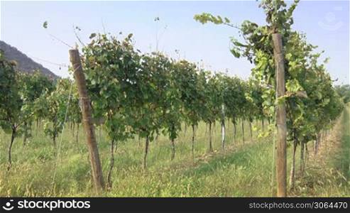 Italian landscape, agriculture, fields and vineyards in Franciacorta region, Rovato, Brescia, Italy