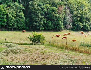 Italian landscape in Tuscany