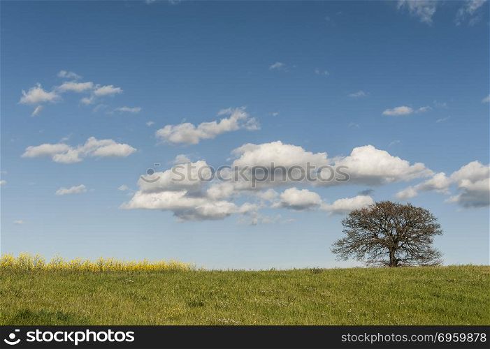 Italian landscape with meadows early in the spring. Agriculture in Italy, fields, pastures and solitary tree. Solitary tree on the pastures