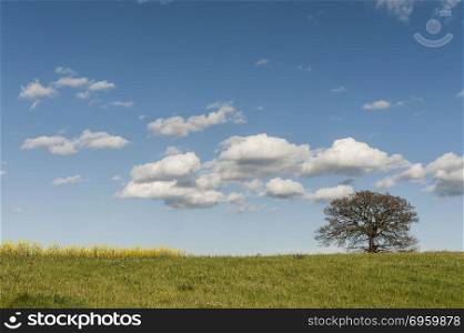 Italian landscape with meadows early in the spring. Agriculture in Italy, fields, pastures and solitary tree. Solitary tree on the pastures