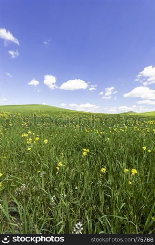Italian landscape with meadows early in the spring. Agriculture in Italy, fields, pastures and farmhouse on the hill.
