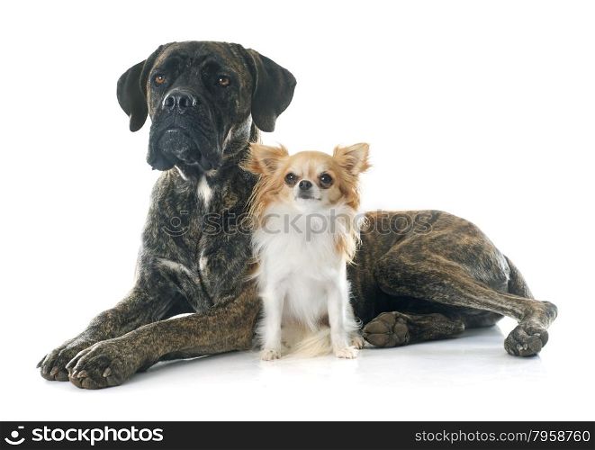 italian mastiff and chihuahua in front of white background
