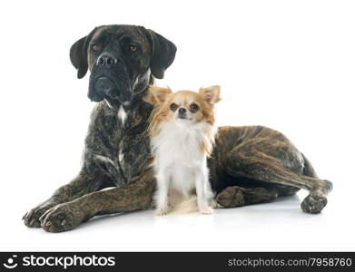 italian mastiff and chihuahua in front of white background