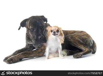 italian mastiff and chihuahua in front of white background