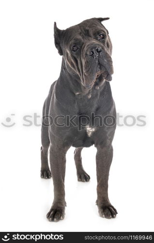 italian mastiff in front of white background