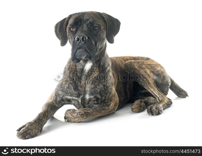 italian mastiff in front of white background