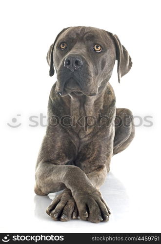 italian mastiff in front of white background