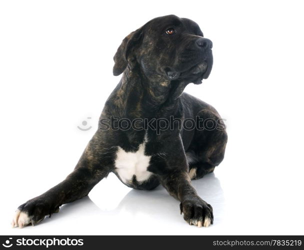 italian mastiff in front of white background