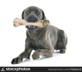 italian mastiff in front of white background