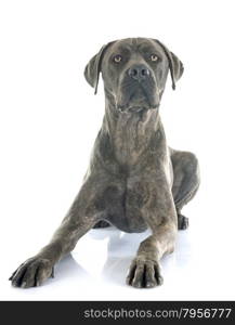 italian mastiff in front of white background