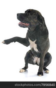 italian mastiff in front of white background