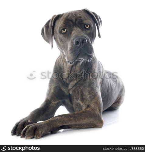 italian mastiff in front of white background