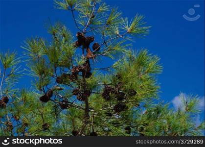 Italian pine branches with cones on blue sky background