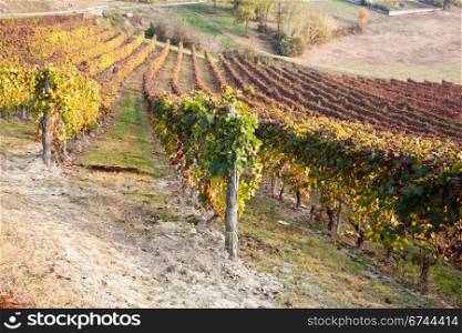 Italian vineyard of Barbera during autumn season