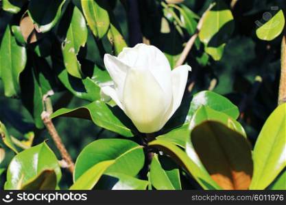 Italian white magnolia