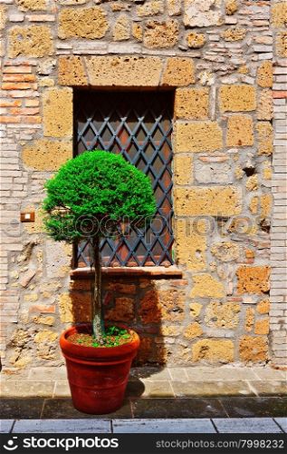 Italian Window Decorated with Ornamental Tree