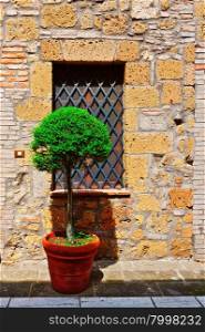 Italian Window Decorated with Ornamental Tree