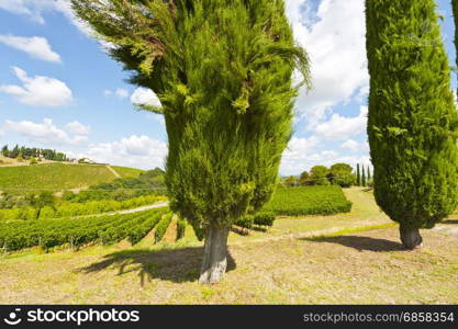 Italian wine farm surrounded with vineyards and cypress trees. Cypress alley on the background of autumn vineyards in Tuscany