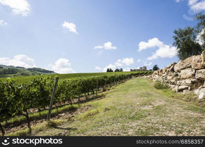 Italian wine farm surrounded with vineyards and olive trees.
