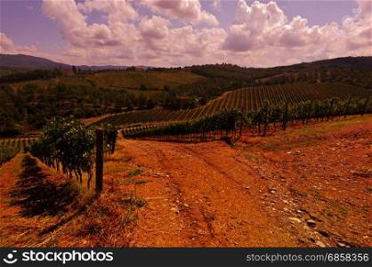 Italian wine farm surrounded with vineyards and olive trees at sunset.