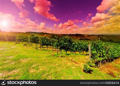Italian wine farm surrounded with vineyards and olive trees at sunset.