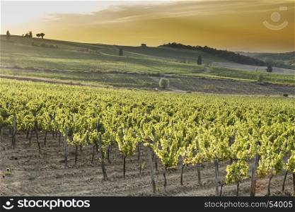 Italian wine farm surrounded with vineyards at sunset. Tuscany is home to some of the world's most notable wine regions