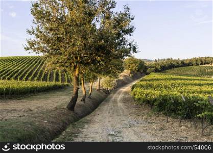 Italian wine farm surrounded with vineyards at sunset. Tuscany is home to some of the world's most notable wine regions