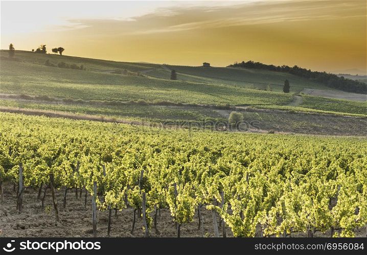 Italian wine farm surrounded with vineyards at sunset. Tuscany is home to some of the world&rsquo;s most notable wine regions. Tuscany vineyards at sunset