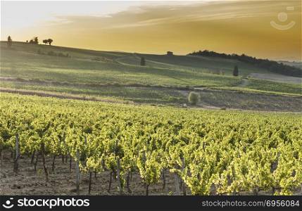 Italian wine farm surrounded with vineyards at sunset. Tuscany is home to some of the world&rsquo;s most notable wine regions. Tuscany vineyards at sunset