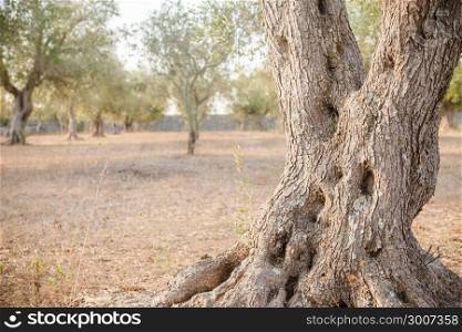 Italy, Puglia Region. One hundred years old olive tree detail.