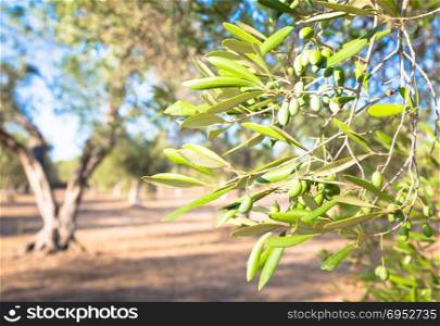 Italy, Puglia Region. One hundred years old olive tree detail.