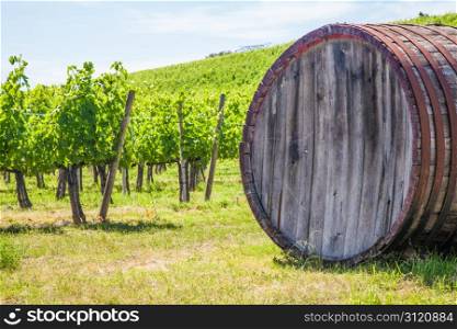 Italy, Tuscany region, Chianti area. Chianti wineyard during a sunny day of summer