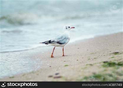 Ivory gull on the seashore walks on the sand with algae