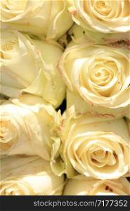 Ivory white roses in a bridal bouquet