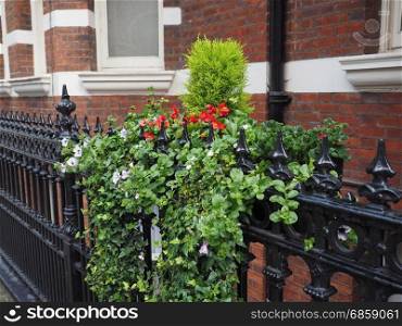 ivy and flowers. ivy and flowers on a rail in London