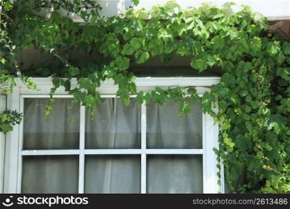 Ivy and window