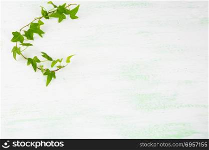 Ivy branch on light green background. Ivy branch on light green background. Flowers postcard. Flowers greeting. Greeting card. Greeting background