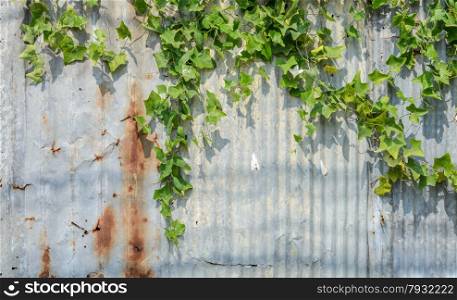 Ivy gourd or Coccina Grandis plant on corrugate wall