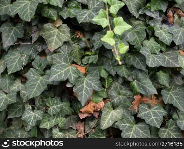 Ivy. Green ivy leaves useful as a background