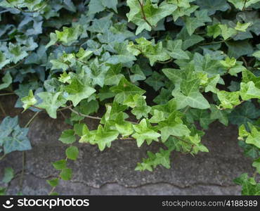 Ivy. Green ivy leaves useful as a background