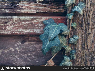 ivy growing on a wooden fence