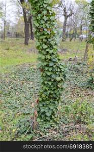 Ivy grows on the trunk of a tree. The plant is a parasite. Ivy poisonous, ivy ordinary.. Ivy grows on the trunk of a tree. The plant is a parasite. Ivy poisonous, ivy ordinary
