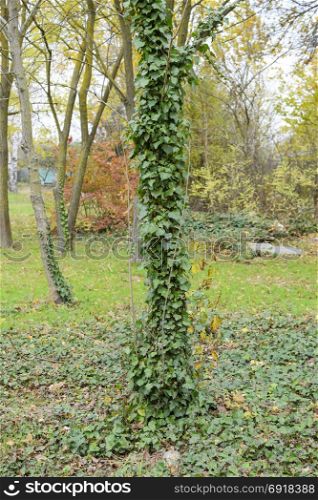 Ivy grows on the trunk of a tree. The plant is a parasite. Ivy poisonous, ivy ordinary.. Ivy grows on the trunk of a tree. The plant is a parasite. Ivy poisonous, ivy ordinary