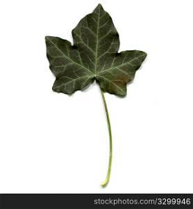 Ivy leaf - isolated over white background - front side