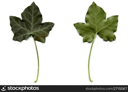 Ivy leaf. Ivy leaf - isolated over white background