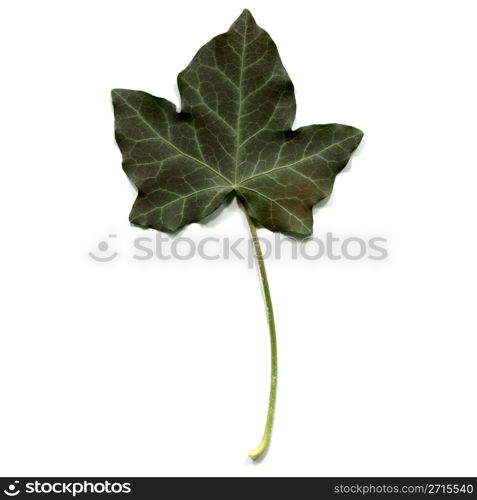 Ivy leaf. Ivy leaf - isolated over white background - front side