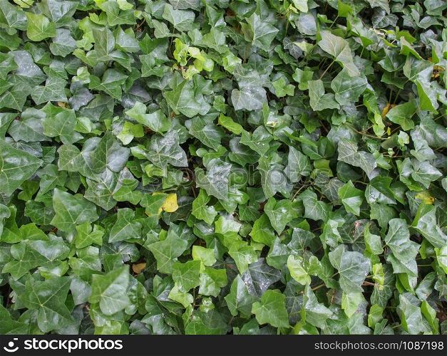 Ivy leaves. Green ivy leaves useful as a background